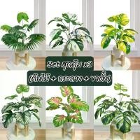 ราคา ต้นไม้แต่งห้อง ยกเซต มอนสเตอร่า ด่าง ของตกแต่ง (1729606970517063998)