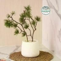 ราคา ต้นสน กิ่งสน ปลอม พร้อมกระถางมินิมอลสีขาวแถมฟรีหินโรยกระถาง ของตกแต่ง ของตกแต่ง ของตกแต่ง ของตกแต่ง (1729738407828229010)