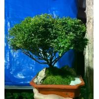 ราคา F สวนถาด ต้นแก้วแคระมหามงคล ไซต์ใหญ่ แก้วแคระ ต้นไม้จริง ได้ทั้งกระถาง จัดสวนให้ด้วย ของตกแต่ง ต้นไม้ (1729662231228483743)