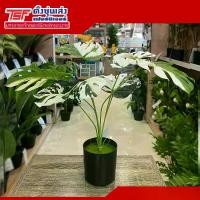 ราคา ต้นมอนเตอร่าด่าง พร้อมกระถาง ต้นไม้มงคลเทียม ต้นไม้มงคลปลอม ของตกแต่ง (1729887679536335682)