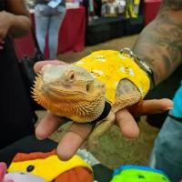 ราคา เสื้อรัดหน้าอกลายจิ้งจก, ขายร้อนข้ามพรมแดน, สายจูงสัตว์เลี้ยงขนาดเล็กกระต่าย, เชือกกระต่าย, อุปกรณ์ชินชิล่า, เสื้อผ้าสัตว์เลี้ยงกิ้งก่า ที่ นอน นกแก้ว ลูกบอล กระต่าย (1732236562457790327)