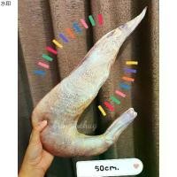 ราคา พร้อมส่งในไทย หมอนกุ้งสด หมอนอิง แขวนโชว์หน้าร้าน ขนาด 50ซม (1731337074347968055)