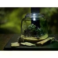 ราคา [COD] [Tiktok]Bioloark Mini Bottle Terrarium โหลแก้ว จัดสวนขวด (1732343849169422041)