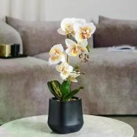 ราคา Phalaenopsis ดอกไม้ประดิษฐ์, ความรู้สึก 3D, PU สีแดง, ต้นไม้ประดิษฐ์เหมือนจริง, ตกแต่งห้องนั่งเล่ระดับไฮเอนด์, กระถางขนาดใหญ่สำเร็จรูป ต้นหูกระจง ต้น ใหญ่ strawberry tree ต้น (1731454985542665306)