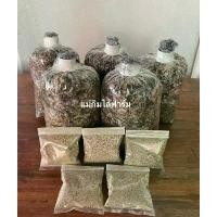 ราคา สินค้าแนะนำ ชุดเพาะเห็ดฟาง เชื้อ 5 ก้อน + อาหาร 5 ถุง +คู่มือ (1731991700951107216)