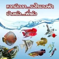 ราคา GUEENiugergrwdfdeweroshangmao คลังสินค้า อาหารปลา ไรนางฟ้า UHT อาหารปลาสวยงาม อาหารปลากัด ไรน้ำนางฟ้า ปลาหมอสี ปลามังกร ปลาปอม ปอมปาดัวร์ อาหาร ปลา ไฮเกรด มหาชัย ปลากัด (1732082458277283487)