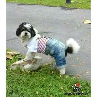 ราคา Pet clothes -Doggydolly เสื้อผ้าแฟชั่น สัตว์เลี้ยง หมาแมว ชุดสี่ขา กางเกงยีนส์ เอี๊ยม ขนาดไซส์ 1-9 โล DP014 (1732290747038729815)
