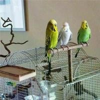 ราคา ของเล่นแขวนสำหรับนกแก้ว สัตว์เลี้ยง นกแก้ว นกแก้ว ตุ๊กตา นกแก้ว นกแก้ว ที่วางไม้ ที่ยืนนกแก้ว (1732173941459355405)