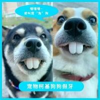 ราคา ของเล่นฟันปลอม สุนัข Corgi สัตว์เลี้ยง Tiktok พร้อมฟันกรามด้านหน้าสำหรับกระต่าย ชุดของเล่นแสนสนุก (1731393314901690897)