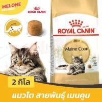 ราคา [พร้อมส่ง] Royal Canin Maine Coon Adult อาหารแมว แมวโต พันธุ์ เมนคูน อาหารแมว อายุ 15 เดือน ขึ้นไป ขนาด 2 กิโลกรัม (1732092568146314372)