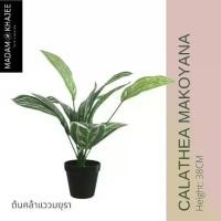 ราคา Calathea Makoyana ต้นคล้าแววมยุรา 40CM มาดามขจี ตกแต่งบ้าน Premium Artificial Plant (1732070494678452213)