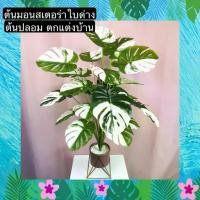 ราคา TS061J004 TROPACL ต้นมอนสเตอร่าใบด่าง ต้นมอนสเตอร่า ปลอม ต้นไม้ปลอม ต้นไม้ปลอมสวยๆ ต้นไม้ปลอมโชว์ ARTIFICIAL PLANT (1729603381284538378)