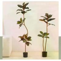 ราคา ต้นยางอินเดียแดง ยางอินเดียดำ ต้นไม้แต่งบ้าน ต้นไม้มงคล แต่งบ้านคาเฟ่ Plant-L(YDR) (1729735048977157085)