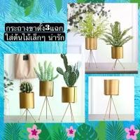 ราคา TS061J013 TROPACL กระถางขาตั้ง 3 แฉกสีทอง กระถางต้นไม้ กระถางสีทอง กระถางใหญ่ GOLD PLANT POT กระถาง กระถางทรงสูง (1729603383518595082)