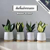 ราคา ขายดี ลิ้นมังกรแคระ(Snake Plant)"หลายชนิด" (ต้นไม้ฟอกอากาศ/ตั้งโต๊ะทำงาน) กระถางปูนMinimal 3"นิ้้ว (1731661783751296463)