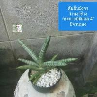 ราคา TG1982 ต้นลิ้นมังกร ว่านงาช้าง Green Boncel/ Snake plant กระถาง 4" พร้อมจานรอง สไตล์มินิมอล ไม้มงคล ฟอกอากาศดีงาม เลี้ยงง่าย ไว้ในห้องนอนได้ ตั้งโต๊ะได้ ทนแล้ง สามารถรดน้ำอาทิตย์ละครั้งได้ COD (173237