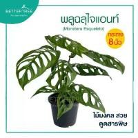 ราคา พลูฉลุไจแอนท์ กระถาง 8 นิ้ว ต้นไม้มงคล (ความสูงวัดจากกระถางขึ้นไป สูงประมาณ 45 cm) ไม้ฟอกอากาศ ต้นไม้ plant (1732251909261657625)