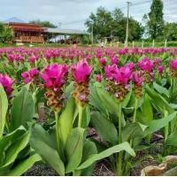 ราคา (8ต้น) ดอก ต้น กระเจียวปทุมมา กระเจียวประดับ กระเจียว ปทุมมา red shadow แดง ชาโดว์ Ginger plant Pathumma (1730658303740381525)