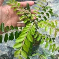 ราคา ต้นกล้าหอมแขก กระหรี่ ใบหมุย หอมแขก (curry plant) ต้นกล้าสด รากแข็งแรง พร้อมปลูก (1732238410424813554)