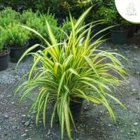 ราคา เศรษฐีเรือนนอก ไม้มงคล (Spider Plant) กระถาง 11 นิ้้ว / สูง 35-50 ซม. / ไม้ประดับ ปลูกในบ้านได้ (ต้นไม้) (1731654907057964238)