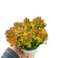 ราคา ต้นคลาสซูล่า Crassula Ovata หรือ Jade Plant ต้นใบเงิน4-5นิ้ว (1730022976693570041)