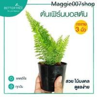 ราคา ✬เฟิร์นบอสตัน กระถาง 3 นิ้ว ต้นไม้ฟอกอากาศ ต้นไม้ในร่ม ต้นไม้ plant✾ (1731508346628179478)