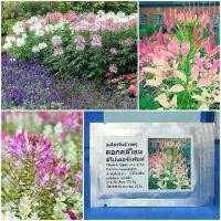 ราคา เมล็ดพันธุ์ ดอกคลีโอม สไปเดอร์แพ้นท์ , ดอกเสี้ยนฝรั่ง คละสี ( Cleome Spider Plant Mix Seed ) 150 เมล็ด ของแท้ 100% (1729602396587329820)