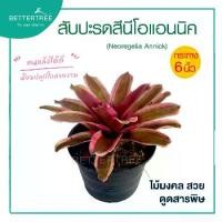 ราคา สับปะรดสีนีโอแอนนิค กระถาง 6 นิ้ว ต้นไม้มงคล ไม้ฟอกอากาศ ต้นไม้ plant (1732310664567227929)