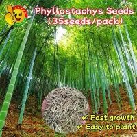 ราคา ปลูกง่าย โตไว ไผ่ซางหม่นแท้ ถูกที่สุด เมล็ดพันธุ์ไผ่ซางหม่น 50 เมล็ด Moso Bamboo Phyllostachys Seeds มล็ดซางหม่น ไผ่ซางหม่น ซางหม่น ไผ่เดี่ยวสารสกัดจากไผ่ไผ่พืชเศรษฐกิจสายพันธุ์ไ (1730447943193102882)