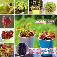 ราคา บอนสี 30เมล็ด กาบหอยแครงปากแดง Venus Flytrap Seeds บอนสี เสือพราน ไม้กินแมลง กาบหอยแครงปากแดง Funny Plant (1730134685370058874)