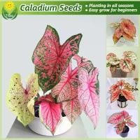 ราคา เมล็ดพันธุ์ บอนสีราชินีใบไม้ คละสี บรรจุ 100 เมล็ด Caladium Plant Seeds บอนสี ต้นฤาษีผสม เมล็ดดอกไม้ บอนสีหายาก ต้นไม้มงคล กวักมรกตด่าง ต้นบอนสี บอนไซ บอนสีแปลกๆ เมล็ดบอนสี ไม้ปร (1731459642927974823)