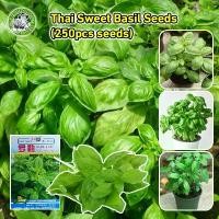 ราคา เมล็ดพันธุ์ โหระพาใบใหญ่ อิตาเลี่ยน เบซิลใบใหญ่ Large Leaf Italian Basil เมล็ดพันธุ์แท้100% - นำเข้าจากต่างประเทศ โหระพาอิตาเลี่ยน โหระพาฝรั่ง เบซิลใบใหญ่ เมล็ดพันธุ์ Italian Bas (1731668819804981957)