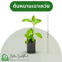 ราคา ต้นหนานเฉาเหว่ย (ป่าช้าเหงา, Bitter Leaf Plant) ไร่กฤติยา - กิ่งปักชำความสูง 25-30 ซม (1730612751423080962)