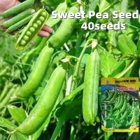 ราคา เมล็ดพันธุ์ ถั่วหวาน Sweet Sugar Pea Seeds - ผลผลิตสูง งอกง่าย เมล็ดพันธุ์ ถั่วลันเตาหวาน 40เมล็ด/ซอง Sugar Daddy Snap Pea Seed เมล็ดพันธุ์ ถั่วลันเตา เมล็ดถั่วลันเตาหวาน เมล็ดพั (1731436808509229189)