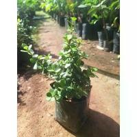 ราคา ต้นคลาสซูล่า ( Crassula Ovata หรือ Jade Plant) ต้นดูดทรัพย์ ไม้มงคล ฟอกอากาศได้ (1731794274324154955)