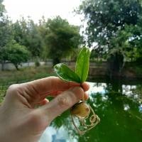 ราคา ต้นไม้กวักมรกต (ZZ plant) (1729765553108519884)