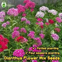 ราคา 150pcs/pack Multicolor Dianthus Seeds for Planting Flowers Plant Seed เมล็ดพันธุ์ ดอกผีเสื้อ Dianthus Flower Seeds for Gardening Bonsai Flower Seeds Easy To Grow เมล็ดบอนสีสวยๆ บ (1732093455190558786)