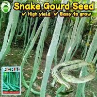 ราคา เมล็ดพันธุ์ บวบงู ยาวยักษ์ พันธุ์ อนาคอนด้า Giant Long Snake Gourd Seeds (5เมล็ด/ซอง)งอกง่าย 5เมล็ด/ซอง เมล็ดพันธุ์ บวบงูขาว White Snake Gourd Vegetable Seeds Rare Python Snake B (1731975458405255949)