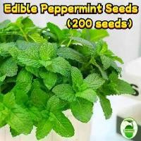 ราคา เมล็ดพันธุ์ สะระแหน่ เมล็ดสะระแหน่ (200 เมล็ด/ซอง) Bonsai Peppermint Seeds Fresh Edible Mint Plant Herbs Seeds เมล็ดดอกไม้ พืชไล่ยุง ผักสวนครัว เมล็ดพันธุ์ผัก เมล็ดบอนสี ต้นไม้มง (1731996194579319565)