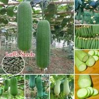 ราคา เมล็ดพันธุ์ บวบหอมยาว Long Luffa Seed - งอกง่าย 30เมล็ด/ซอง บวบหอม สายฟ้า High Yield Luffa Seeds for Planting Vegetables Plant Seed F1 เมล็ดพันธุ์ บวบ เมล็ดพันธุ์ลูกผสม เมล็ดพันธ (1731985517254707981)