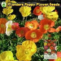 ราคา 10pc/pack Multicolor Flanders Seeds for Planting Flowers Flanders Poppy Flower Seeds for Gardening Flowering Plant Seed Bonsai Flower Seeds Easy To Grow Flower Plant เมล็ดบอนสีสว (1732093235536824386)