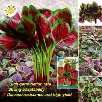 ราคา ผักปลังแดง Round Leaf Green Red Amaranth Seeds Malabar Spinach Seed Organic Vegetable Seeds for Planting CODผัก เมล็ดผัก เมล็ดพืช ผักสวนครัว ปลูกผัก ผักสวนครัว ผักออร์แกนิก บอนไซ (1731924633287494315)