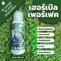 ราคา แชมพูสมุนไพรสูตรโบราณ 120 ปี Herbal perfect (1731227821690948582)