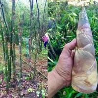 ราคา COD เมล็ดพันธุ์ Garden Seed ไผ่บงหวาน Bambusa Sp 35 เมล็ด ไผ่หวาน ไผ่ตงหวาน เมล็ดไผ่ พืชเศรษฐกิจใหม่ หน่อไม้ ไผ่ ไม้ไผ่ (1732204382727210608)