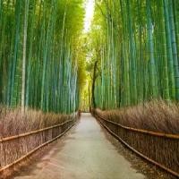 ราคา [พร้อมส่ง] เมล็ดพันธุ์นำเข้าจาก อังกฤษ เมล็ดพันธุ์ Garden Seed ไผ่โมโซ ไผ่หนังจีน ไผ่ญี่ปุ่น moso bamboo 30 เมล็ด (1732316941041501649)