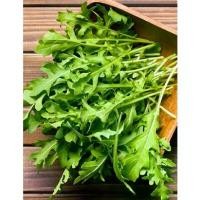 ราคา [COD] เมล็ด ร็อคเก็ต 200 เมล็ด Rocket salad 200 seed (1732303223309698513)
