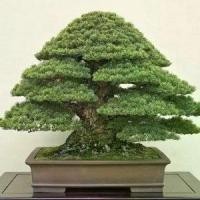 ราคา จัดส่งในกรุงเทพฯ 25 เมล็ดพันธุ์ เมล็ด สนดำญี่ปุ่น สนญี่ปุ่น บอนไซ JAPANESE BLACK PINE Seed อัตราการงอก 80-85% (1732262531297347045)