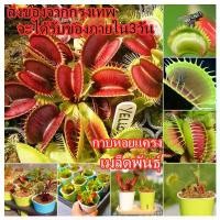 ราคา บานเพื่อคุณเท่านั้น ไม้กินแมลงปากแดง 30 Seeds กาบหอยแครงปากแดง (Venus Flytrap Seed) Flower Seed ไม้กินแมลง กาบหอยแครงปากแดง ต้นไม้ฟอกอากาศ ต้นไม้มงคล พันธุ์ไม้ (1731995323739245301)