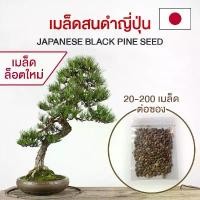 ราคา คลังสินค้า (ล็อต 11/04/68) เมล็ดสนดำญี่ปุ่น (Blackpine Seed) ต้นสนดำ เมล็ดสนดำ สนดำญี่ปุ่น บอนไซ (1731709198150763626)