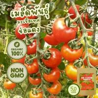 ราคา เมล็ดพันธุ์ออร์ มะเขือเทศช่อแดง 100% ออร์แกนิค Non-GMO พรีเมี่ยม (Red Cluster Organic Tomato Seed) 50 เมล็ด (1731826008205790087)